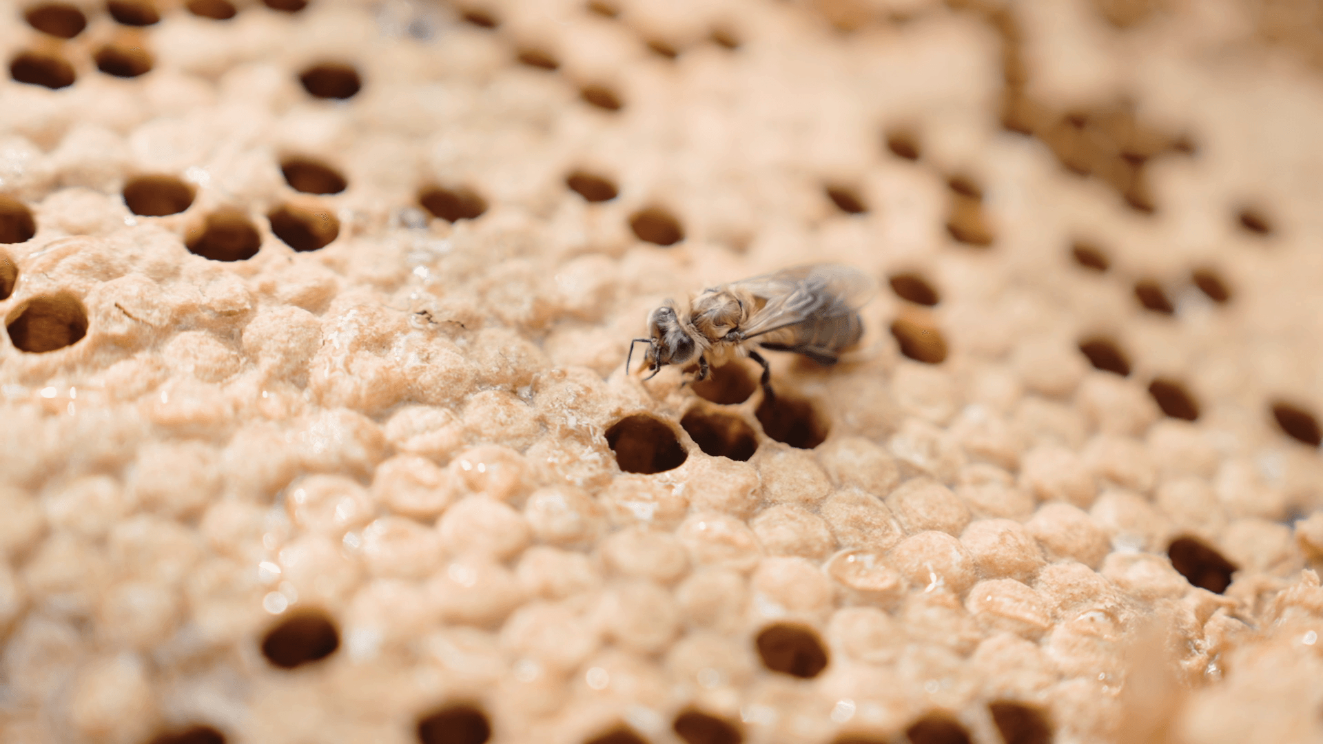 mhs-mad-honey-closeup - Mad Honey Supply