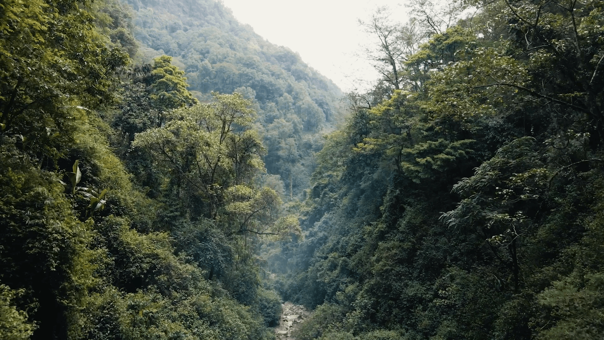 mhs-mountains-sky-forest-1 - Mad Honey Supply