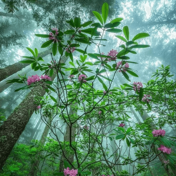 turkey-mad-honey-rhododendron-flower-nature_1 - Mad Honey Supply